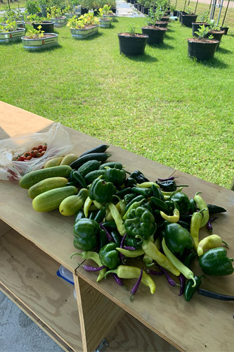 photo of planting/harvesting in garden