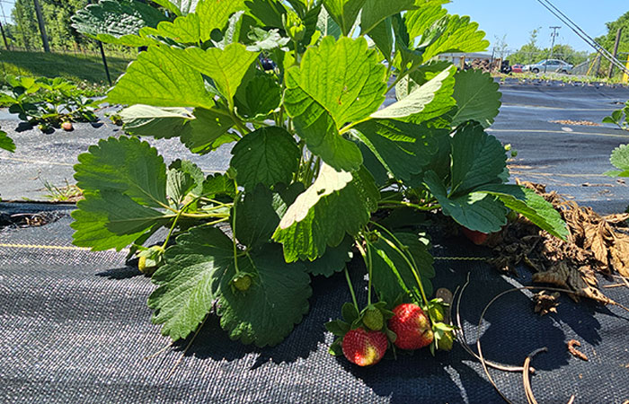stawberry plant